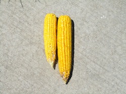 BP Products Corn Example