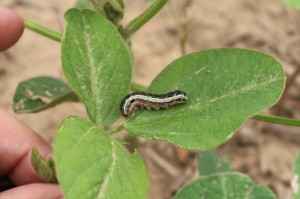 100% Organic Soybean Pesticide