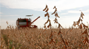 Drought Stricken Soybeans