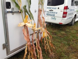 High Yield Corn Samples