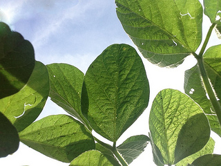 Soybean Yields