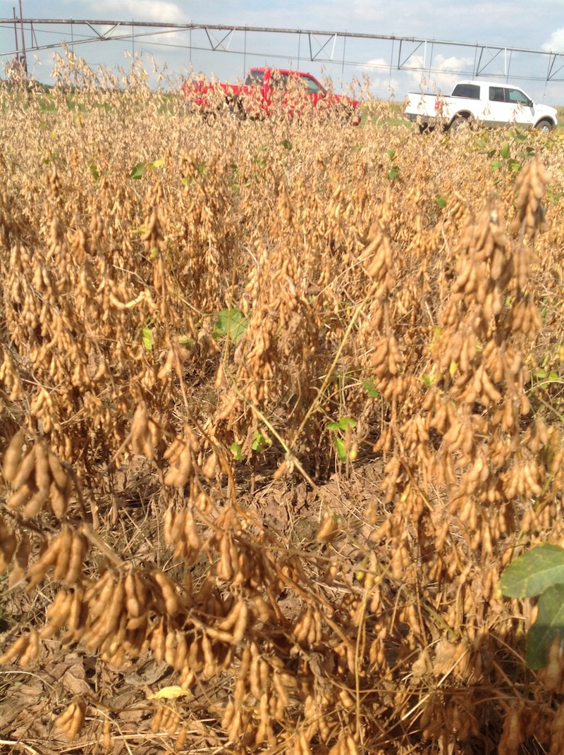 A Look at our Soybean Crop Throughout the Year BigYield