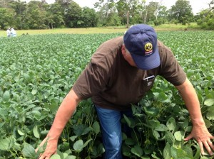 Soybean Field Research