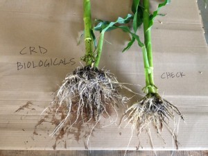 Corn Treated with CRD Biologicals, June 2014