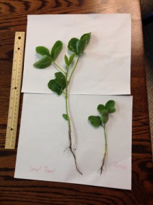 Soybean Time Lapse, June 2014