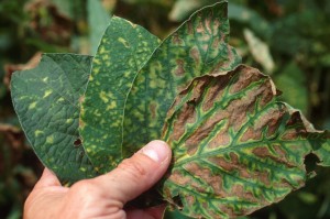 Disease Detrimental
