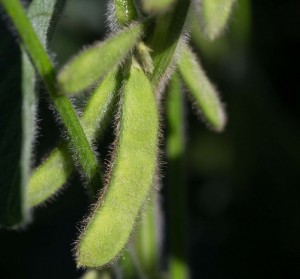 Soybean Pods with Attribution CC