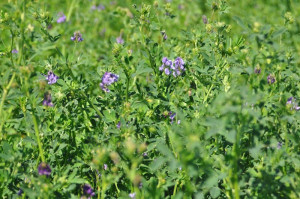 Scout for Alfalfa Weevils