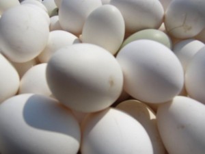 California Egg Law