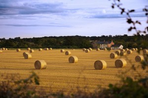 Check Crop Health Before Seeding Forages