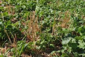Cover Crops