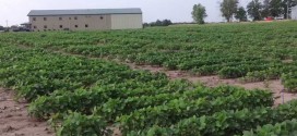 Bay Farms Missouri Soybean Research Plot Update