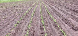 Big Yield BP In-Furrow Treatment for Soybeans 100% Organic