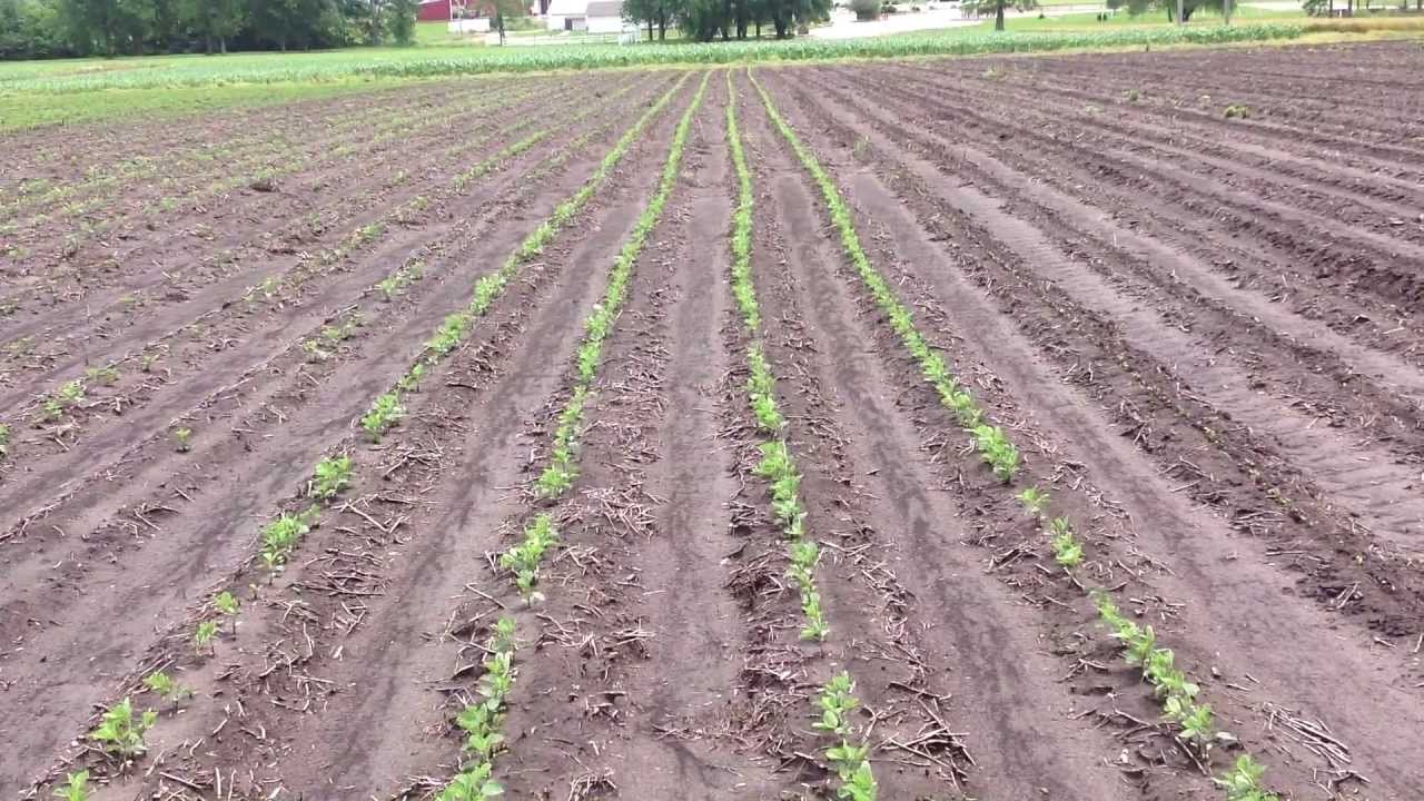 100 Organic BP InFurrow Treatment for Soybeans BigYield