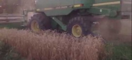 High Yield Wheat Harvest