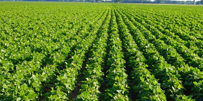 Demand Prospects for Old- and New-Crop Soybeans | BigYield