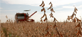 Drought Stricken Soybeans