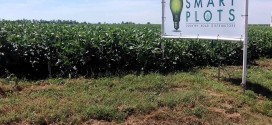 Soybean Smart Plot in Concordia, Missouri, Displays Higher Yields