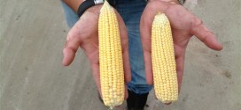 BioForge High Yield Corn