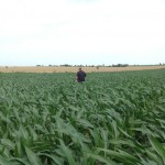 Franklin Weaver Checking For Problem Areas in Corn