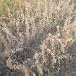 High Yield Soybean Plot Ready for Harvest