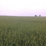 Large Wheat Field