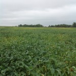 Soybean Crop September 16