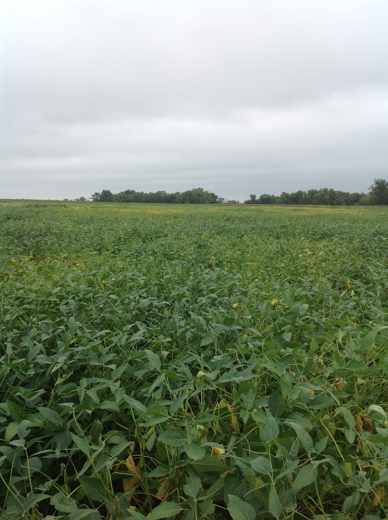 A Look at our Soybean Crop Throughout the Year BigYield