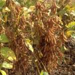 Soybeans Close to Harvest