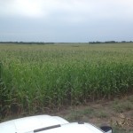 Stutzman Farms Infurrow Corn Plot