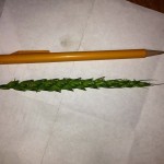 Wheat Head the Size of Pencil