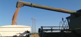 Wheat Transfer From Combine to Weigh Wagon