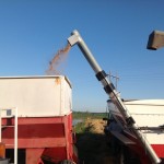 Wheat Transfer From Weigh Wagon 2