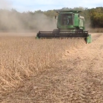 Soybean Harvest 4