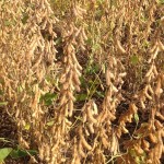 Soybeans Waiting for Harvest