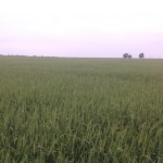 Large Wheat Test Field