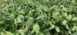 Soybean Crop Midyear