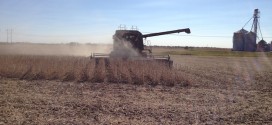 Soybean Harvest