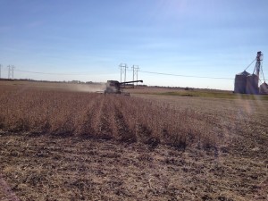 Soybean Harvest 10