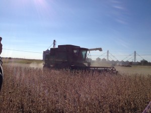Soybean Harvest 5