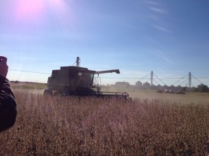 Soybean Harvest 6