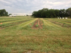 Chemical Tests on Soybean Strips 2