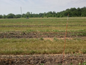 Chemical Tests on Soybean Strips 2