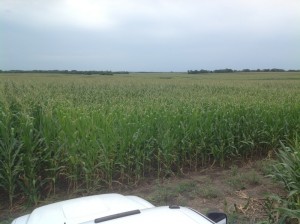 Large Scale Infurrow Testing on Corn 1