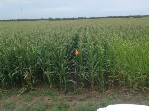 Large Scale Infurrow Testing on Corn 2