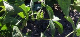 Soybean Pods 1