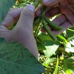 Soybean Pods 2