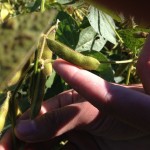 Soybean Pods 3