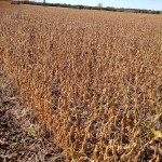 Soybean Production Plot 1