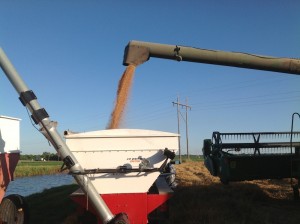 Wheat Harvest 1